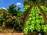 Pomar e horta org�nica no s�tio � venda em Sales�polis
