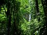 Mata Atl�ntica e cachoeira em Ubatuba