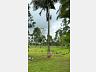 S�tio no Oliveira 40