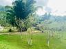 S�tio no Oliveira 22