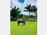 S�tio no Oliveira 17