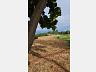 Ch�cara Linha Guarani 2