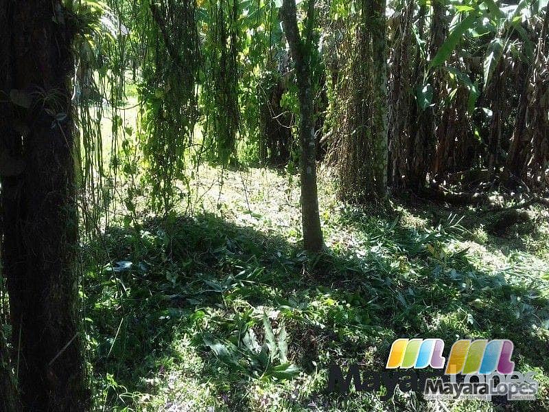 Terreno à venda, 990 m² por R$ 195.000 - Rocio Pequeno - São Francisco do Sul/SC — foto 7