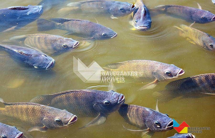 Chácara Com 3 Dormitórios à Venda, 31000 M² Por R$ 2.000.000 - Porto Escalvados - Navegantes/sc — foto 14