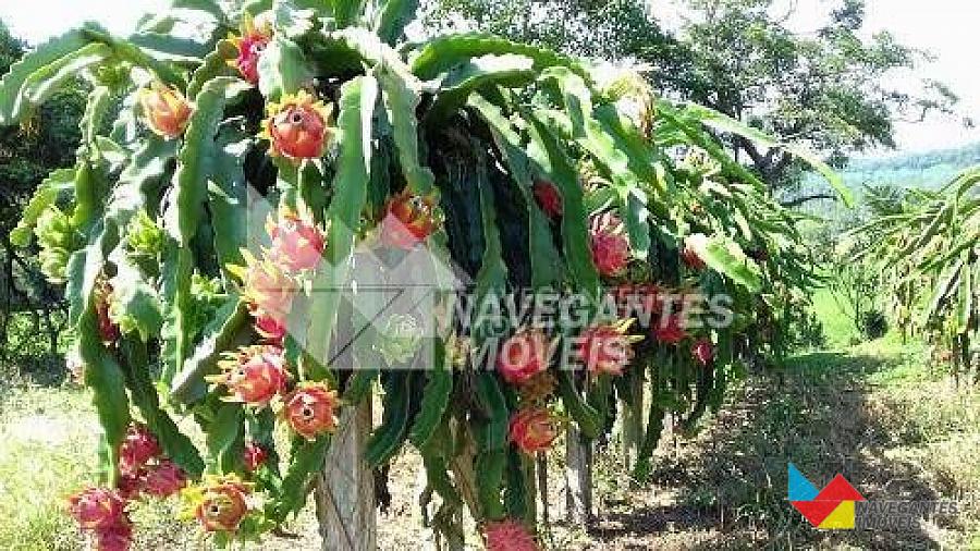 Chácara Com 3 Dormitórios à Venda, 31000 M² Por R$ 2.000.000 - Porto Escalvados - Navegantes/sc — foto 11