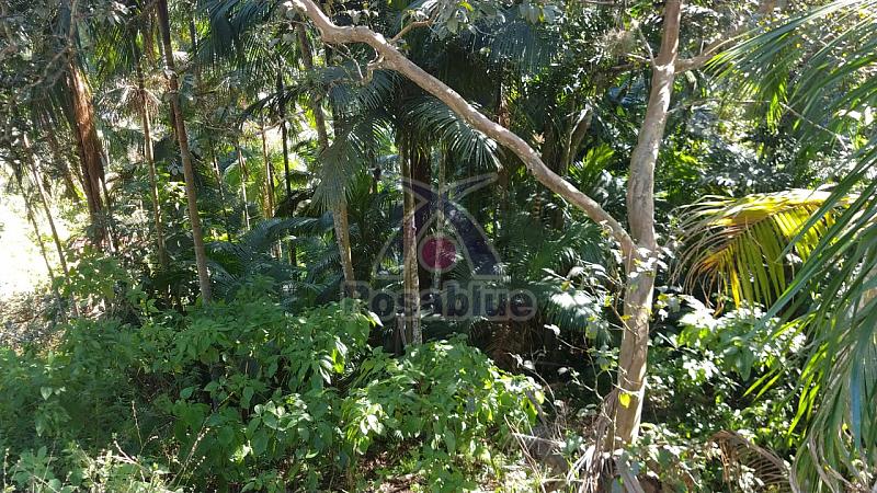 TERRENO IBIRAMA — foto 2